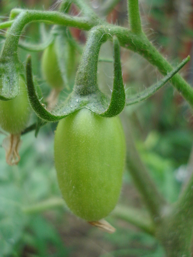 Tomato San Marzano Nano (2010, Jul.10)