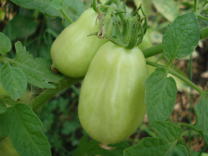Tomato San Marzano Nano (2010, Aug.08)