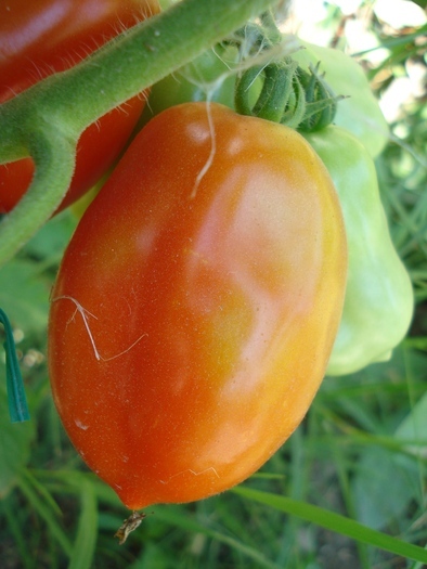 Tomato San Marzano Nano (2010, Aug.24)
