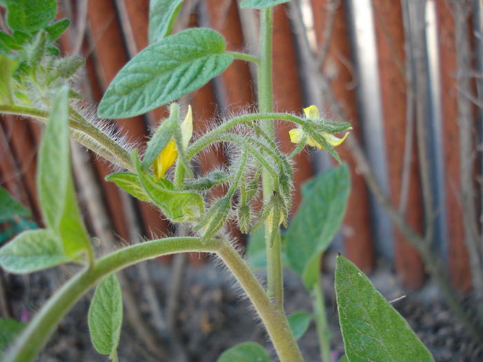 Tomato Tamina, flower (2009, May 24)