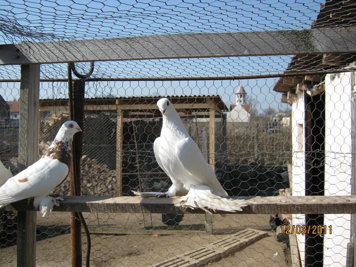 IMG_0121 - Porumbei Jucatori De Uzbechistan