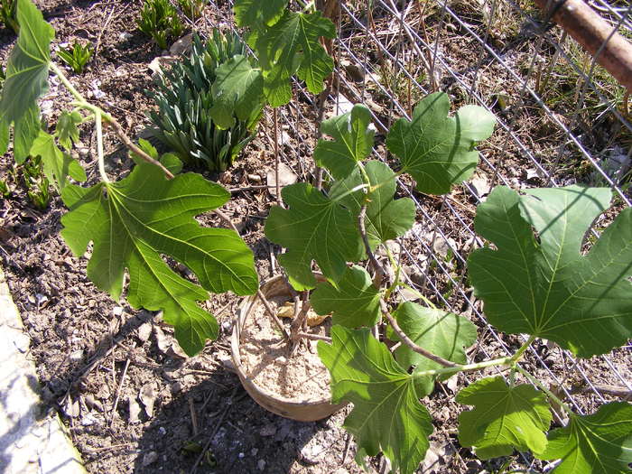 smochin in ghiveci(ficus carica) - primavara 2011