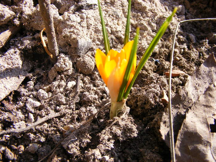 brandusa(crocus hibride) - primavara 2011