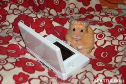 poze-haioase-poze-amuzante-hamsteri-laptop-mos-nicolae-iarna-300x199