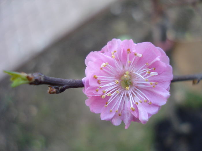 Flowering Almond Tree (2011, March 14)