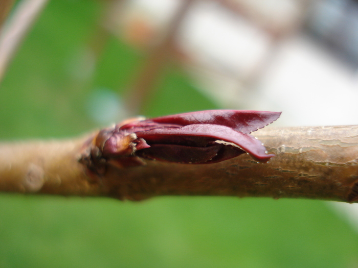 Prunus persica Davidii (2010, April 11)