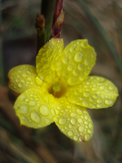 Winter Jasmine_Iasomie (2011, Mar.18) - 03 Garden in March