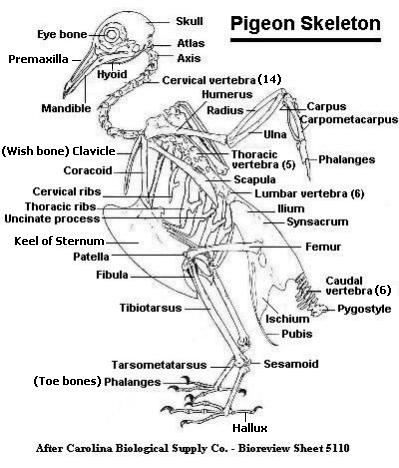 pigeon skeleton