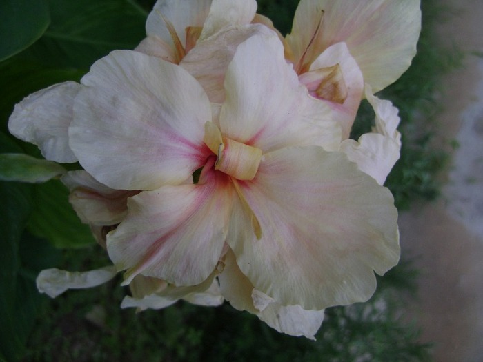 Canna Yellow (Humbert?)