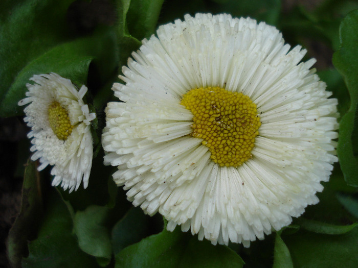 Bellis perennis (2011, March 21)