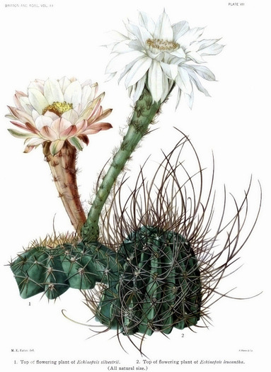 Echinopsis silvestrii