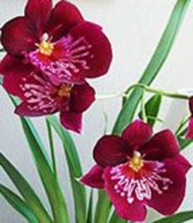 miltonia_3 - Flori