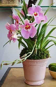 miltonia_new1a - Flori