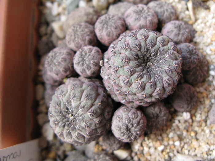 Sulcorebutia rauschii f-ma rosie