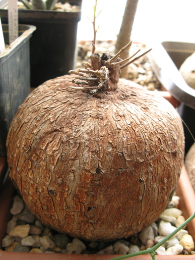 Batatas bolusiana. Denumirea stiintifica : Ipomea bolusiana Schinz - Caudex Plante cu caudex