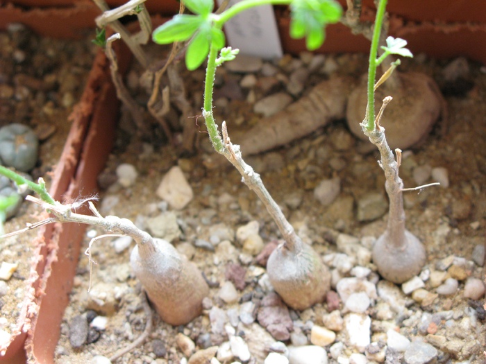 Kedrostis africana - Caudex Plante cu caudex