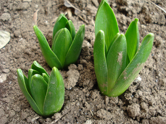 Hyacinthus_Zambile (2011, March 22) - 03 Garden in March