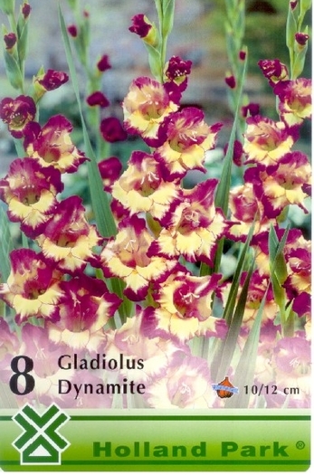 Gladiole Dynamite; pret 1 leu/bulb
