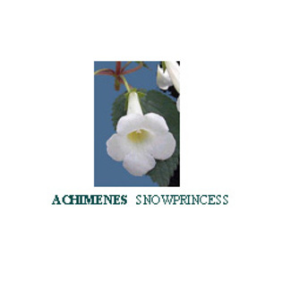 Achimenes_SNOWPRINCESS