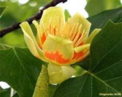 liriodendron_tulpiferum