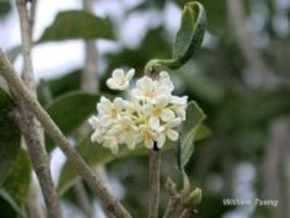 osmanthus_fragrans