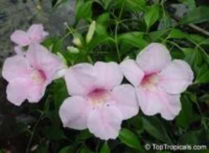 pandorea_jasminoides_rosea