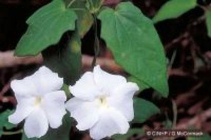 thunbergia_fragrans - 0 seminte din Germania