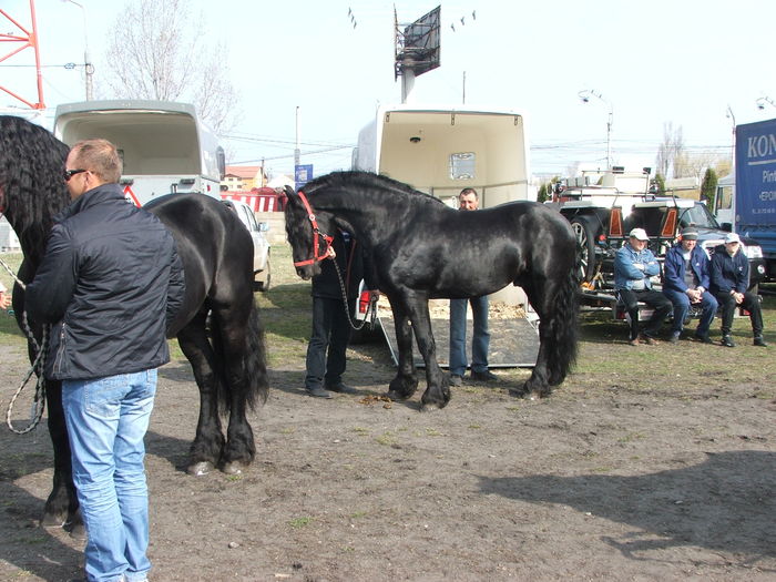 DSCF7178 - Expozitie Cai Sibiu 2011