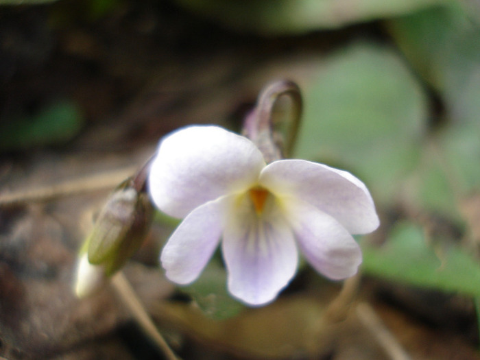 White Sweet Violet (2011, March 27)