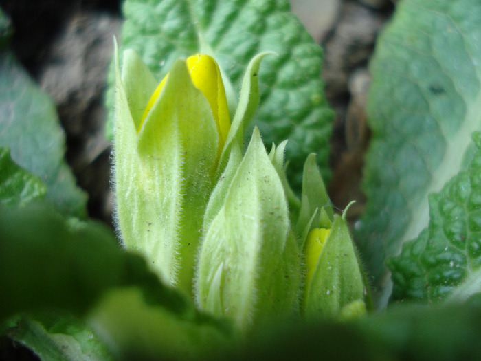 Yellow Primula (2011, March 27)
