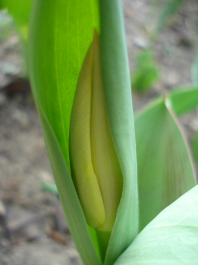 Tulip_Lalea (2011, March 27) - 03 Garden in March