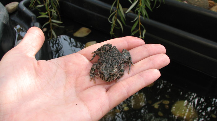 IMG_5081 - broasca crescuta din mormolocii nostrii - broscutele noastre iesite din mormoloci