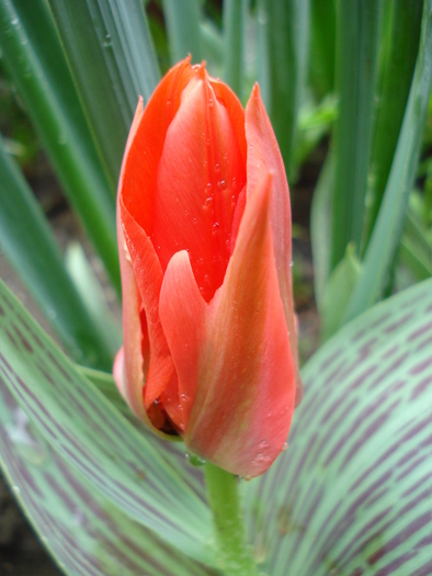 Tulipa Red Riding Hood (2010, April 15)