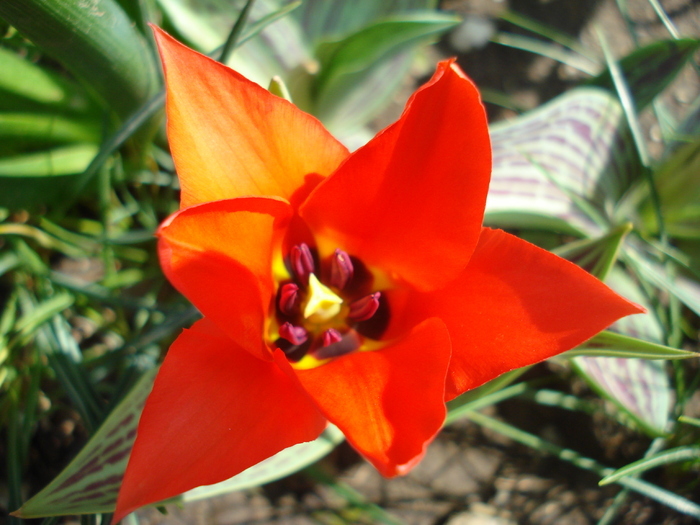 Tulipa Red Riding Hood (2010, April 16)