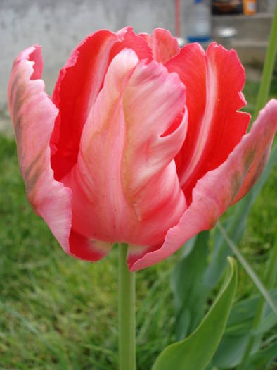Tulipa Fantasy Parrot (2009, April 26)