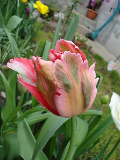 Tulipa Fantasy Parrot (2009, April 26)