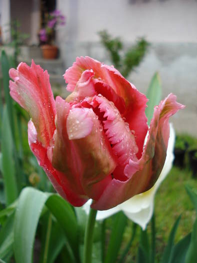 Tulipa Fantasy Parrot (2009, April 26) - Tulipa Fantasy Parrot