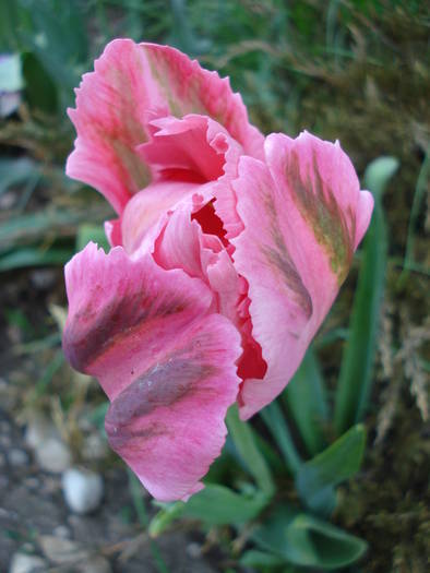 Tulipa Fantasy Parrot (2009, May 01)
