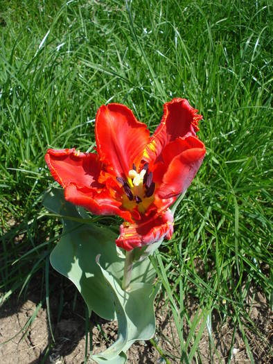 Tulipa Rococo (2009, April 18) - Tulipa Rococo Parrot