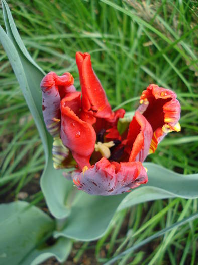 Tulipa Rococo (2009, April 21) - Tulipa Rococo Parrot