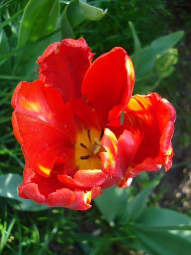 Tulipa Rococo (2009, May 01)