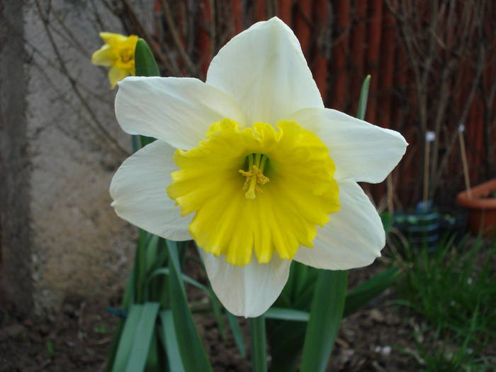 Narcissus Ice Follies (2009, April 06)