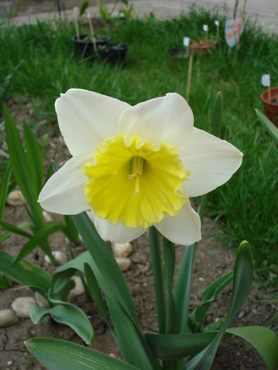 Daffodil Ice Follies (2009, April 09)