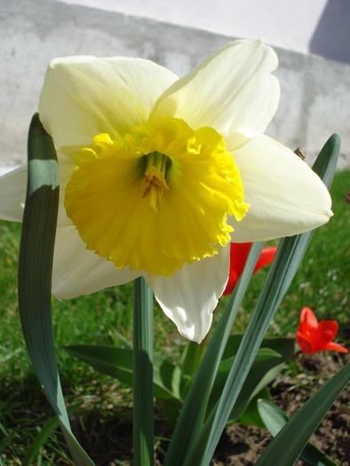 Daffodil Ice Follies (2010, April 01)