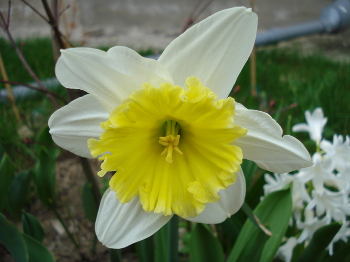 Daffodil Ice Follies (2010, April 05)