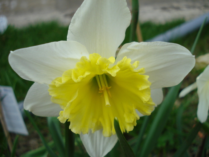 Narcissus Ice Follies (2010, April 05)