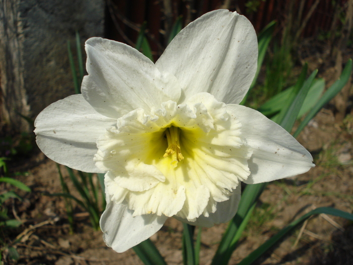 Narcissus Ice Follies (2010, April 09)