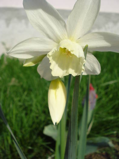 Narcissus Thalia (2009, April 18)