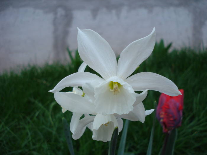 Narcissus Thalia (2009, April 19) - Narcissus Thalia