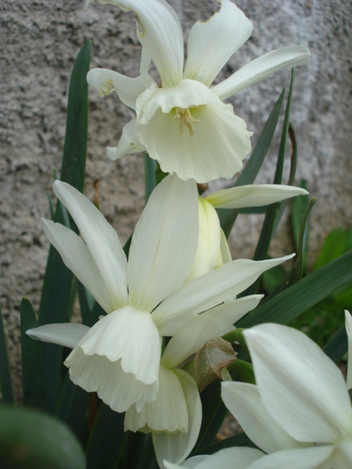 Daffodil Thalia (2010, April 05) - Narcissus Thalia